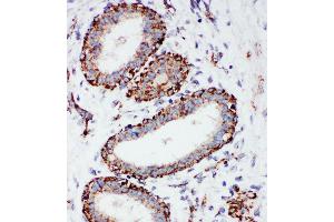 Immunohistochemistry (IHC) image for anti-Cytochrome C Oxidase Subunit I (COX1) (AA 2-14), (N-Term) antibody (ABIN3042632)