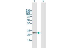 Western Blot analysis of GPSM1 expression in transfected 293T cell line by GPSM1 MaxPab polyclonal antibody. (GPSM1 抗体  (AA 1-166))