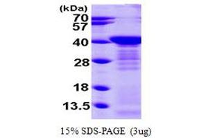 SDS-PAGE (SDS) image for Arginase, Liver (ARG1) (AA 1-322) protein (His tag) (ABIN667001) (Liver Arginase Protein (AA 1-322) (His tag))