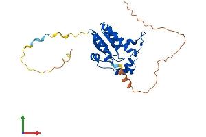 Protein Structure (PS) image for NEDD4 Binding Protein 2-Like 1 (N4BP2L1) (AA 1-243) protein (His tag) (ABIN7549607)