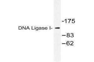 Western blot (WB) analysis of DNA Ligase I antibody in extracts from HT-29 cells. (LIG1 抗体)