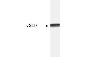 Western blot of HeLa cell extract. (c-Rel 抗体  (C-Term))
