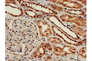 Immunohistochemistry of paraffin-embedded human kidney tissue using ABIN7154664 at dilution of 1:100 (GNGT1 抗体  (AA 2-65))