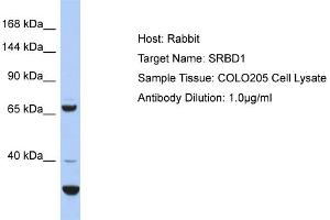 Host: Rabbit Target Name: SRBD1 Sample Type: COLO205 Whole Cell lysates Antibody Dilution: 1. (SRBD1 抗体  (C-Term))