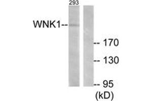 Western blot analysis of extracts from 293 cells, treated with EGF 200ng/ml 30', using WNK1 (Ab-58) Antibody. (WNK1 抗体  (AA 24-73))