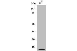 Western Blot analysis of COS7 cells using Cleaved-Cathepsin D LC (G65) Polyclonal Antibody (Cathepsin D 抗体  (Cleaved-Gly65))