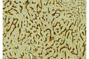 ABIN6276620 at 1/100 staining Mouse liver tissue by IHC-P. (APOH 抗体  (C-Term))