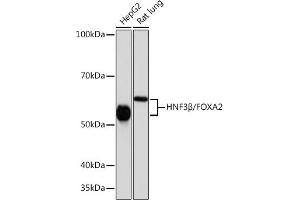Western blot analysis of extracts of various cell lines, using HNF3β/HNF3β/FOX antibody (ABIN7267232) at 1:1000 dilution. (FOXA2 抗体)