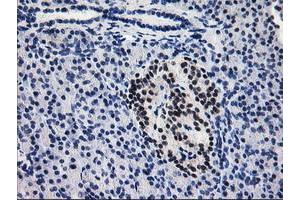 Immunohistochemical staining of paraffin-embedded Human pancreas tissue using anti-PDE4B mouse monoclonal antibody. (PDE4B 抗体)