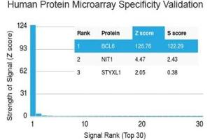 Analysis of HuProt(TM) microarray containing more than 19,000 full-length human proteins using Bcl6 antibody (clone BCL6/1527). (BCL6 抗体  (AA 256-389))