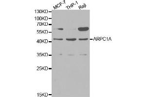 Western blot analysis of extracts of various cell lines, using ARPC1A antibody (ABIN5970429) at 1/1000 dilution. (ARPC1A 抗体)
