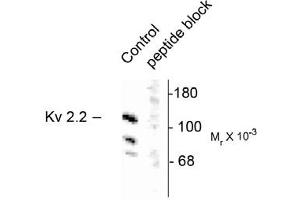 Image no. 1 for anti-Potassium Voltage-Gated Channel, Shab-Related Subfamily, Member 2 (KCNB2) antibody (ABIN305657) (Kv2.2 抗体)