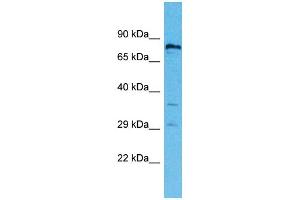 Western Blotting (WB) image for anti-Ring Finger Protein 19B (RNF19B) (C-Term) antibody (ABIN2791901) (RNF19B 抗体  (C-Term))