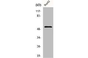 Western Blot analysis of HepG2 cells using Cyclin L1 Polyclonal Antibody (Cyclin L1 抗体  (C-Term))
