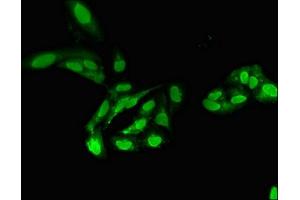 Immunofluorescence (IF) image for anti-Protein Phosphatase 2, Catalytic Subunit, alpha Isozyme (PPP2CA) (AA 1-309), (Catalytic Subunit alpha) antibody (ABIN7169266)