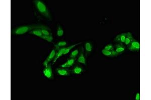 Immunofluorescent analysis of Hela cells using ABIN7169266 at dilution of 1:100 and Alexa Fluor 488-congugated AffiniPure Goat Anti-Rabbit IgG(H+L) (PPP2CA 抗体  (Catalytic Subunit alpha))