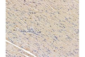 ABIN7096150 and ABIN7100212 at 1/100 staining rat muscle tissue by IHC-P. (ABRA 抗体)