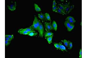 Immunofluorescent analysis of HepG2 cells using ABIN7158346 at dilution of 1:100 and Alexa Fluor 488-congugated AffiniPure Goat Anti-Rabbit IgG(H+L) (LIMS3 抗体  (AA 1-117))