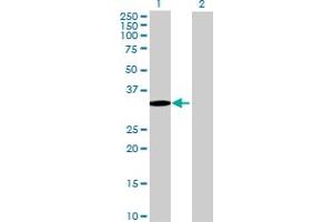 Western Blot analysis of SETBP1 expression in transfected 293T cell line by SETBP1 MaxPab polyclonal antibody. (SETBP1 抗体  (AA 1-242))