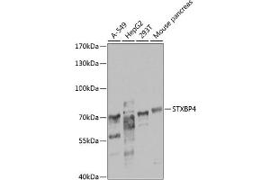 Western blot analysis of extracts of various cell lines, using STXBP4 antibody  at 1:1000 dilution. (STXBP4 抗体  (AA 344-553))