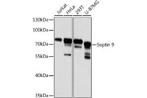 Western blot analysis of extracts of various cell lines, using Septin 9 antibody (ABIN6129127, ABIN6147560, ABIN6147561 and ABIN6224744) at 1:3000 dilution. (Septin 9 抗体  (AA 1-110))