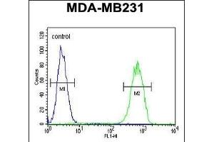 G Antibody (C-term) (ABIN652835 and ABIN2842544) flow cytometric analysis of MDA-M cells (right histogram) compared to a negative control cell (left histogram). (GPA33 抗体  (C-Term))