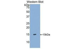 Western Blotting (WB) image for anti-S100 Calcium Binding Protein A9 (S100A9) (AA 1-114) antibody (ABIN1860488) (S100A9 抗体  (AA 1-114))