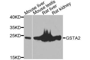 Western blot analysis of extracts of various cells, using GSTA2 antibody. (GSTa2 抗体)