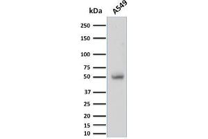 Western Blot Analysis of A549 cell lysate using CD14 Mouse Monoclonal Antibody (LPSR/2397). (CD14 抗体  (AA 25-148))