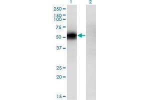 Western Blot analysis of KLF12 expression in transfected 293T cell line by KLF12 monoclonal antibody (M04), clone 3D2. (KLF12 抗体  (AA 1-90))