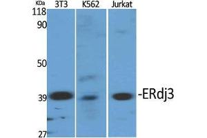 Western Blot (WB) analysis of specific cells using ERdj3 Polyclonal Antibody.