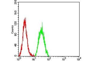 Flow cytometric analysis of Hela cells using SALL4 mouse mAb (green) and negative control (red). (SALL4 抗体  (AA 96-359))