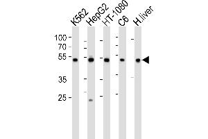 Western Blotting (WB) image for anti-Protein Disulfide Isomerase Family A, Member 6 (PDIA6) (AA 144-172) antibody (ABIN390608)