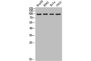 Western blot analysis of HepG2 K562 Hela Colo using ADAMTS-2 antibody. (Adamts2 抗体  (AA 1140-1211))