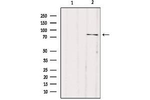 Western blot analysis of extracts from mouse muscle, using ACSL1 Antibody.