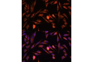 Immunofluorescence analysis of L929 cells using PTCD1 antibody (ABIN7269203) at dilution of 1:100. (PTCD1 抗体  (AA 435-537))