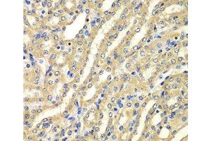 Immunohistochemistry of paraffin-embedded Mouse kidney using WIPI2 Polyclonal Antibody at dilution of 1:100 (40x lens). (WIPI2 抗体)