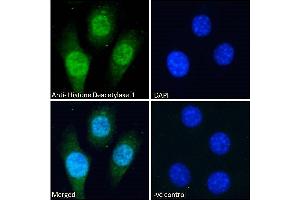 ABIN5539534 Immunofluorescence analysis of paraformaldehyde fixed NIH3T3 cells, permeabilized with 0. (HDAC1 抗体  (C-Term))