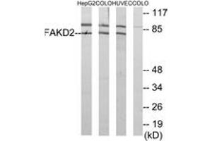 Western Blotting (WB) image for anti-FAST Kinase Domains 2 (FASTKD2) (AA 171-220) antibody (ABIN2889780) (FASTKD2 抗体  (AA 171-220))