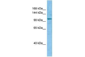 WB Suggested Anti-WWC1 Antibody Titration: 1. (WWC1 抗体  (C-Term))