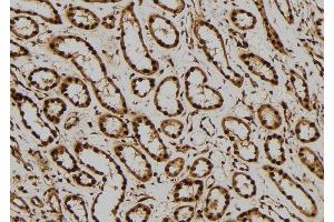ABIN6276309 at 1/100 staining Human kidney tissue by IHC-P. (ERK2 抗体  (Internal Region))