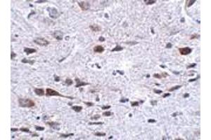 Immunohistochemistry of Bora in mouse brain tissue with Bora antibody at 2. (BORA 抗体  (C-Term))