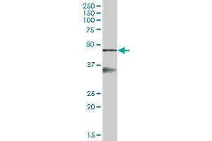 SERPINB6 MaxPab polyclonal antibody. (SERPINB6 抗体  (AA 1-376))