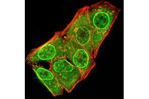 Immunofluorescence analysis of Hela cells using ATG5 mouse mAb (green). (ATG5 抗体  (AA 144-275))