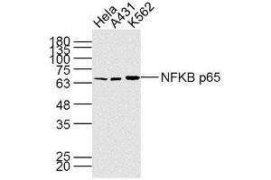 Lane 1: HeLa; Lane 2: A431; Lane 3: K562 cell lysate probed with NFKB p65 (7G6) Monoclonal Antibody, unconjugated (bsm-33117M) at 1:300 overnight at 4°C followed by a conjugated secondary antibody at 1:10000 for 90 minutes at 37°C. (NF-kB p65 抗体)