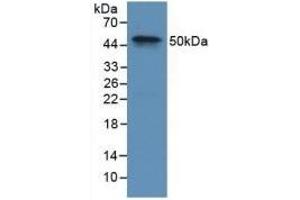 Detection of Recombinant F9, Rabbit using Polyclonal Antibody to Coagulation Factor IX (F9) (Coagulation Factor IX 抗体  (AA 1-146))