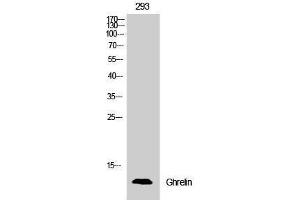 Western Blotting (WB) image for anti-Ghrelin (GHRL) (Internal Region) antibody (ABIN3180066) (Ghrelin 抗体  (Internal Region))