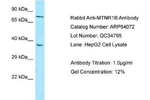 Western Blotting (WB) image for anti-Melatonin Receptor 1B (MTNR1B) (N-Term) antibody (ABIN2789720) (Melatonin Receptor 1B 抗体  (N-Term))