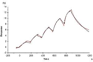 Surface Plasmon Resonance (SPR) image for Interleukin 3 Receptor, alpha (IL3RA) (AA 18-302) protein (His tag) (ABIN7274938)