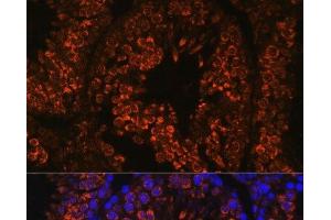 Immunofluorescence analysis of Mouse testis using FER1L5 Polyclonal Antibody at dilution of 1:100. (FER1L5 抗体)